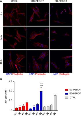 PEDOT: PSS promotes neurogenic commitment of neural crest-derived stem cells